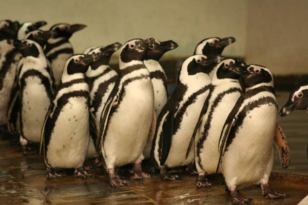 pingvinaii1